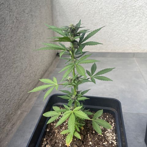 Fastberry growlog timeline photo