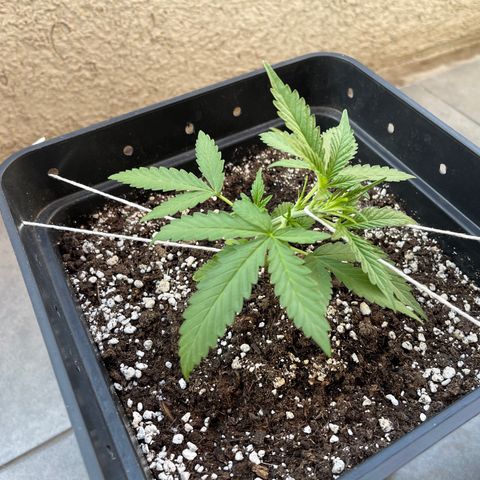 Tangie XXL Auto growlog photo: Inicio LST, primeros signos de floración. 