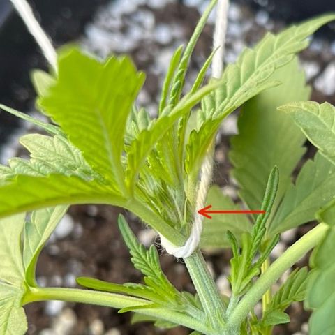 Tangie XXL Auto growlog photo: Inicio LST, primeros signos de floración. 