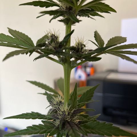 Fastberry growlog timeline photo