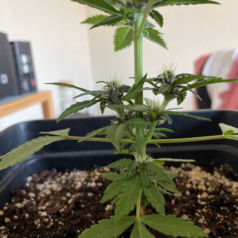 Fastberry growlog timeline photo