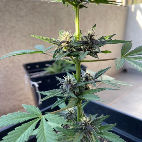 Fastberry growlog timeline photo