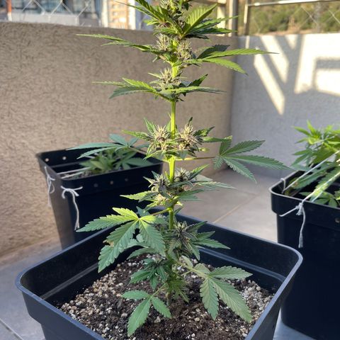 Fastberry growlog timeline photo