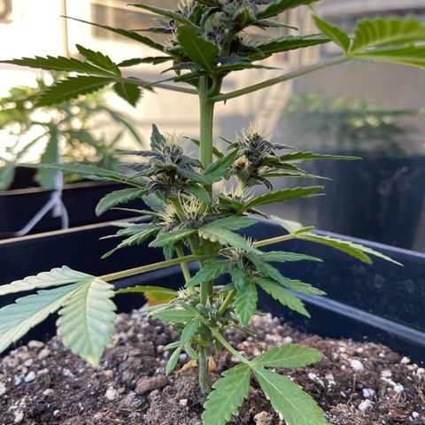 Fastberry growlog timeline photo