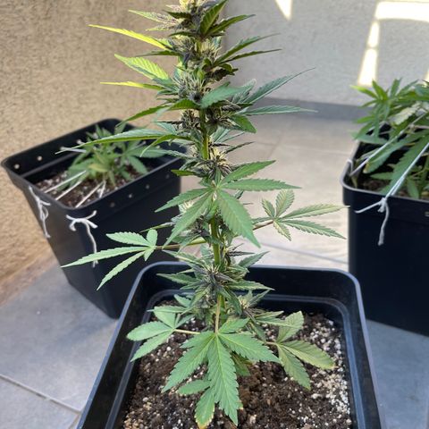 Fastberry growlog timeline photo