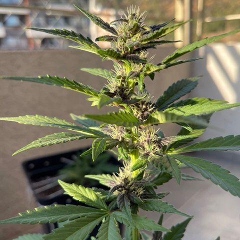 Fastberry growlog timeline photo