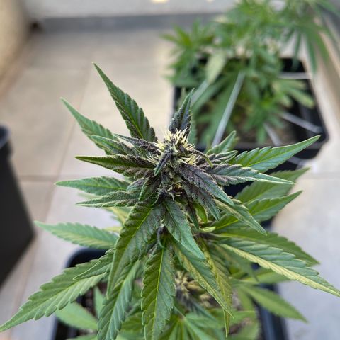 Fastberry growlog timeline photo