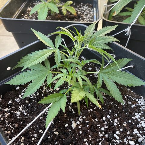 Tangie XXL Auto growlog timeline photo