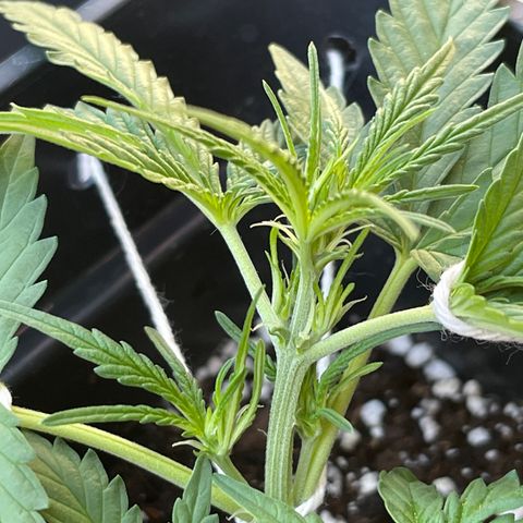 Tangie XXL Auto growlog timeline photo