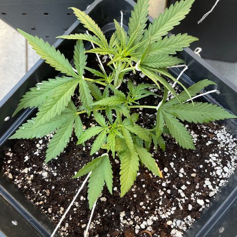 Tangie XXL Auto growlog timeline photo