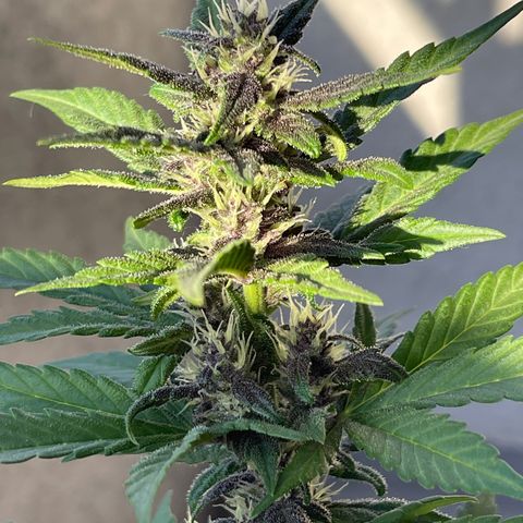 Fastberry growlog timeline photo