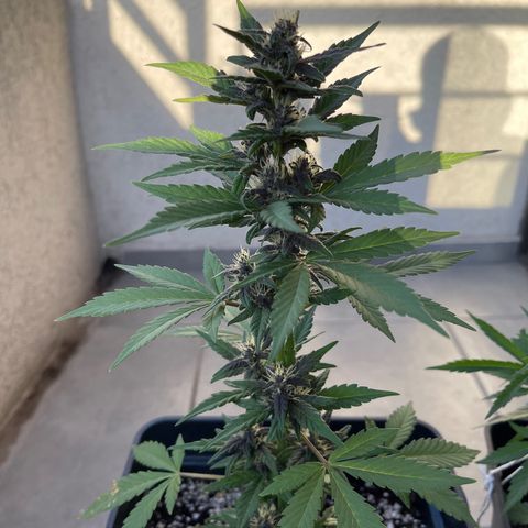 Fastberry growlog timeline photo