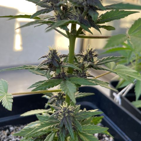 Fastberry growlog timeline photo