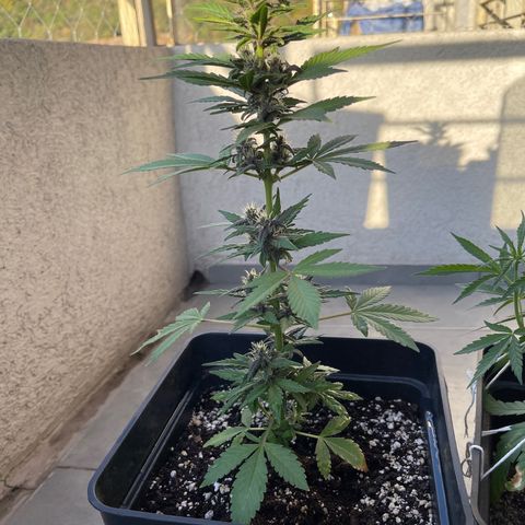 Fastberry growlog timeline photo