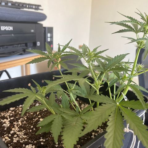 Tangie XXL Auto growlog timeline photo
