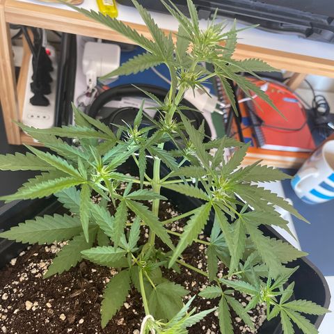 Tangie XXL Auto growlog timeline photo