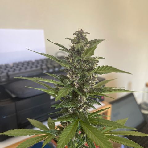 Fastberry growlog timeline photo