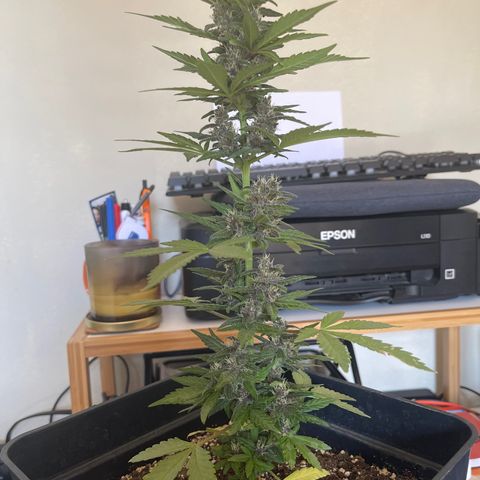 Fastberry growlog timeline photo