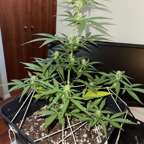 Tangie XXL Auto growlog timeline photo