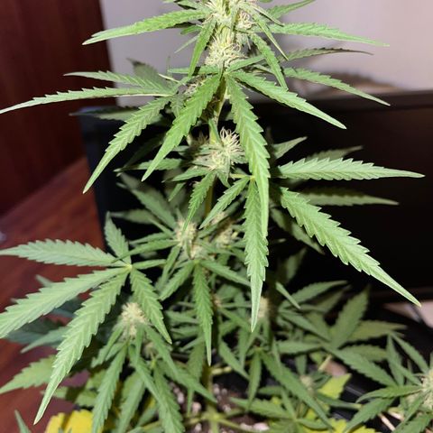 Tangie XXL Auto growlog timeline photo