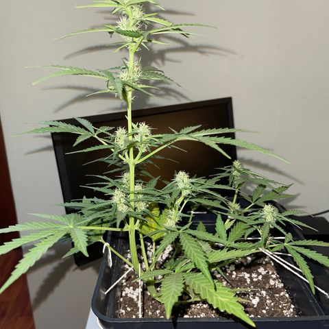 Tangie XXL Auto growlog timeline photo