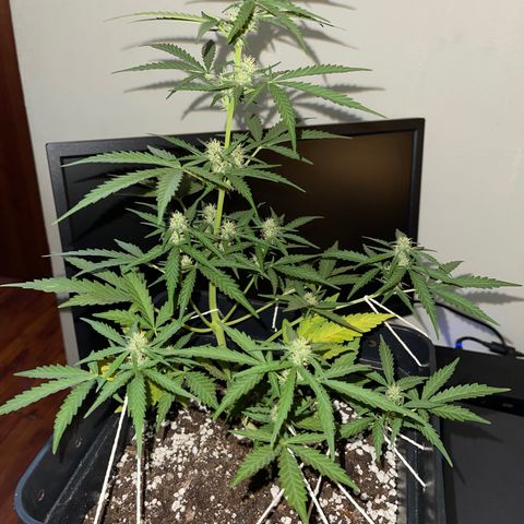 Tangie XXL Auto growlog timeline photo