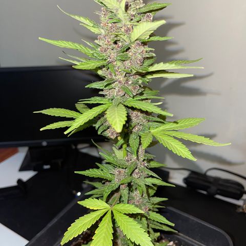 Fastberry growlog timeline photo
