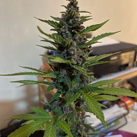 Fastberry growlog timeline photo