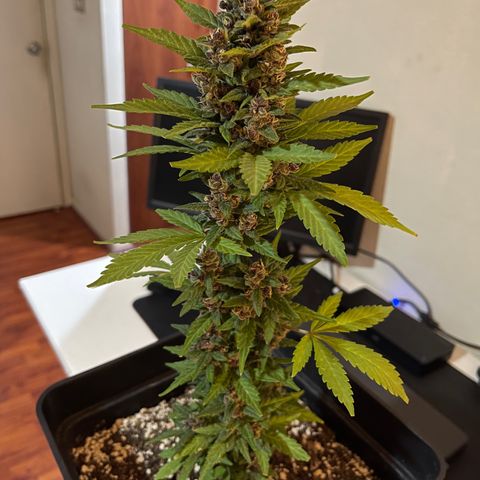 Fastberry growlog timeline photo