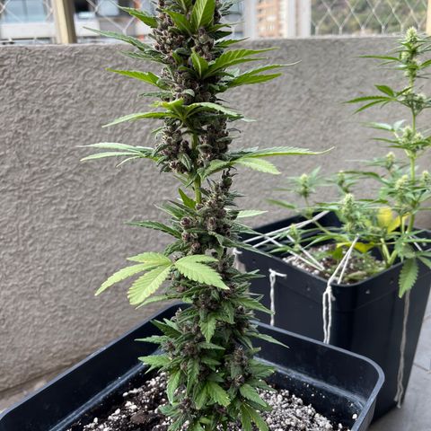 Fastberry growlog timeline photo