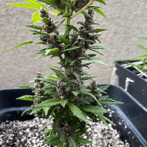 Fastberry growlog timeline photo