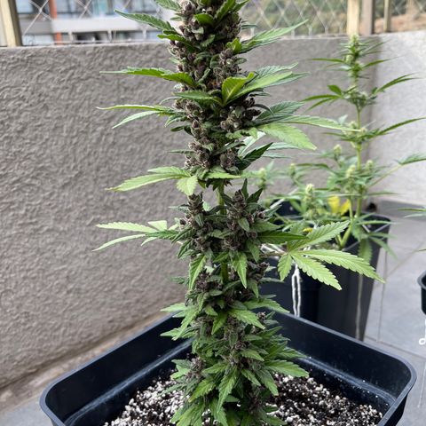 Fastberry growlog timeline photo