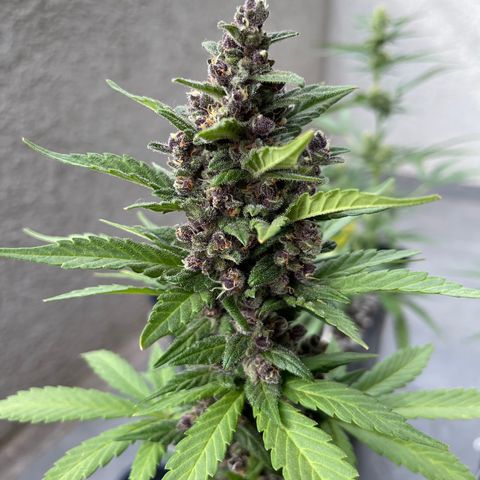 Fastberry growlog timeline photo