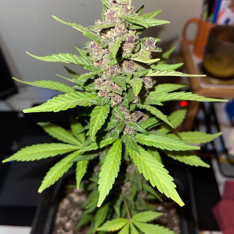 Fastberry growlog timeline photo
