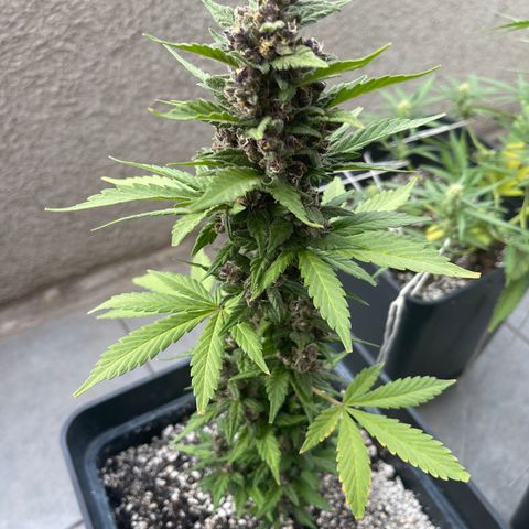 Fastberry growlog timeline photo