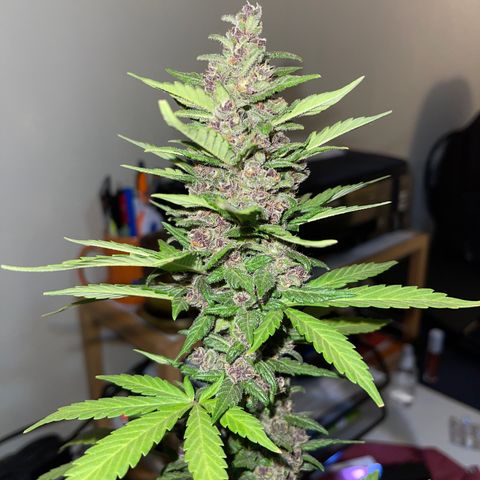 Fastberry growlog timeline photo