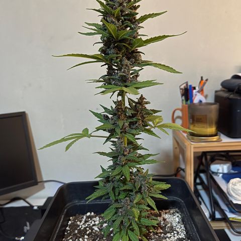 Fastberry growlog timeline photo