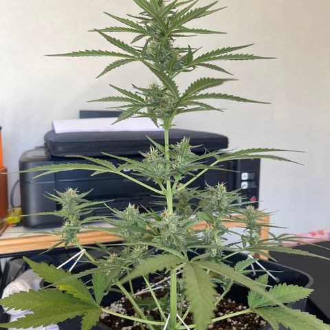 Tangie XXL Auto growlog timeline photo