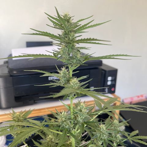 Tangie XXL Auto growlog timeline photo