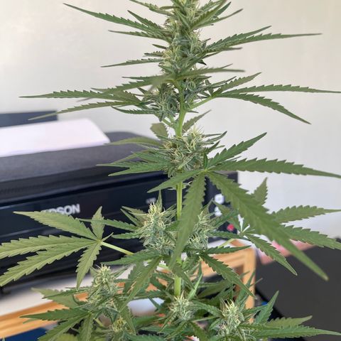 Tangie XXL Auto growlog timeline photo
