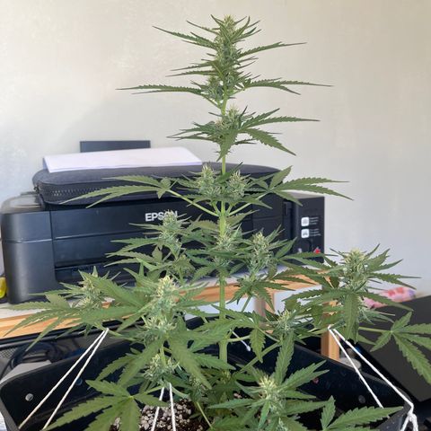 Tangie XXL Auto growlog timeline photo