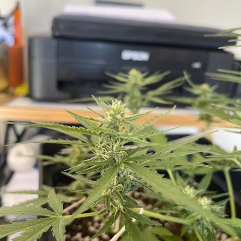 Tangie XXL Auto growlog timeline photo