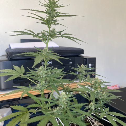 Tangie XXL Auto growlog timeline photo