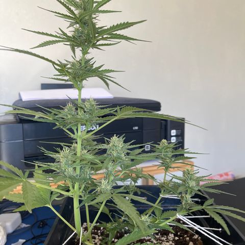 Tangie XXL Auto growlog timeline photo