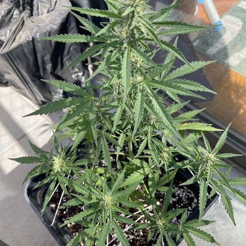 Tangie XXL Auto growlog timeline photo