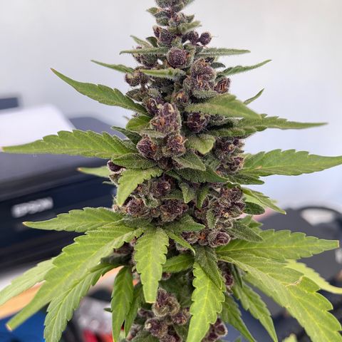 Fastberry growlog timeline photo