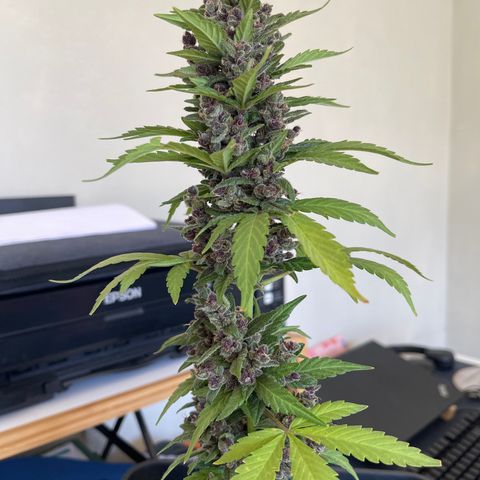 Fastberry growlog timeline photo