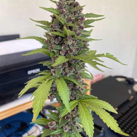 Fastberry growlog timeline photo