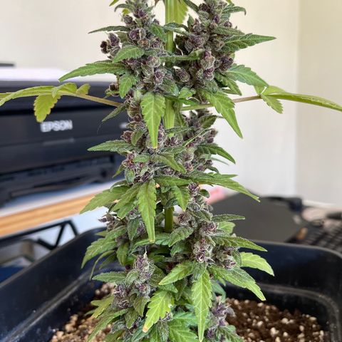 Fastberry growlog timeline photo