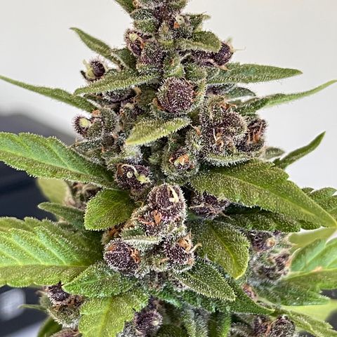 Fastberry growlog timeline photo